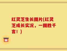 红灵芝生长图片(红灵芝成长实况，一图胜千言！)