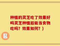 种植的灵芝吃了效果好吗灵芝种植后能当食物吃吗？效果如何？)