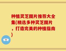 种植灵芝图片推荐大全集(精选多种灵芝图片，打造完美的种植指南)