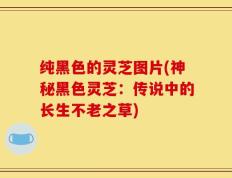纯黑色的灵芝图片(神秘黑色灵芝：传说中的长生不老之草)