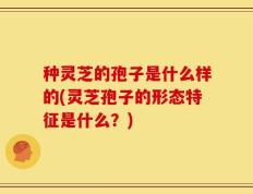 种灵芝的孢子是什么样的(灵芝孢子的形态特征是什么？)