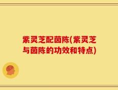 紫灵芝配茵陈(紫灵芝与茵陈的功效和特点)