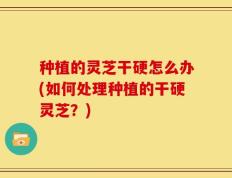 种植的灵芝干硬怎么办(如何处理种植的干硬灵芝？)
