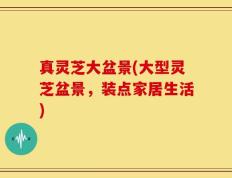 真灵芝大盆景(大型灵芝盆景，装点家居生活)