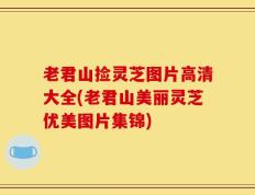 老君山捡灵芝图片高清大全(老君山美丽灵芝优美图片集锦)