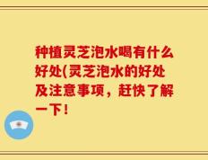 种植灵芝泡水喝有什么好处(灵芝泡水的好处及注意事项，赶快了解一下！