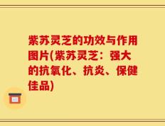 紫苏灵芝的功效与作用图片(紫苏灵芝：强大的抗氧化、抗炎、保健佳品)