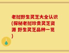 老挝野生灵芝大全认识(探秘老挝珍贵灵芝资源 野生灵芝品种一览)