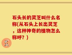 石头长的灵芝叫什么名称(从石头上长出灵芝，这种神奇的植物怎么称呼？)