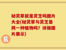 秘灵草就是灵芝吗图片大全(秘灵草与灵芝是同一种植物吗？详细图片展示)