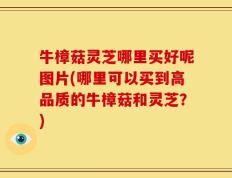牛樟菇灵芝哪里买好呢图片(哪里可以买到高品质的牛樟菇和灵芝？)