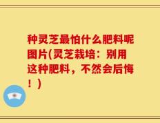 种灵芝最怕什么肥料呢图片(灵芝栽培：别用这种肥料，不然会后悔！)