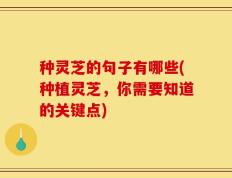 种灵芝的句子有哪些(种植灵芝，你需要知道的关键点)