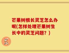 芒果树根长灵芝怎么办呢(怎样处理芒果树生长中的灵芝问题？)
