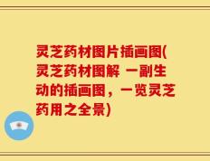 灵芝药材图片插画图(灵芝药材图解 一副生动的插画图，一览灵芝药用之全景)
