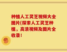 种植人工灵芝视频大全图片(探索人工灵芝种植，高清视频及图片全收录！
