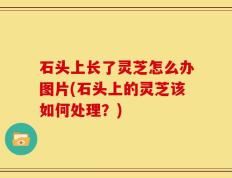 石头上长了灵芝怎么办图片(石头上的灵芝该如何处理？)