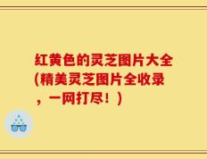 红黄色的灵芝图片大全(精美灵芝图片全收录，一网打尽！)