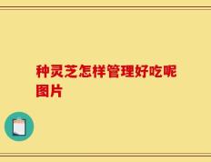 种灵芝怎样管理好吃呢图片
