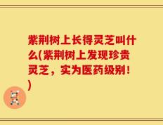 紫荆树上长得灵芝叫什么(紫荆树上发现珍贵灵芝，实为医药级别！)