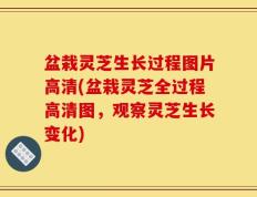 盆栽灵芝生长过程图片高清(盆栽灵芝全过程高清图，观察灵芝生长变化)