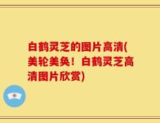 白鹤灵芝的图片高清(美轮美奂！白鹤灵芝高清图片欣赏)
