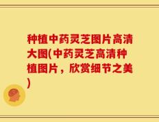 种植中药灵芝图片高清大图(中药灵芝高清种植图片，欣赏细节之美)