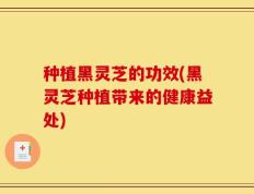 种植黑灵芝的功效(黑灵芝种植带来的健康益处)