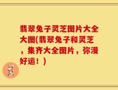 翡翠兔子灵芝图片大全大图(翡翠兔子和灵芝，集齐大全图片，弥漫好运！)
