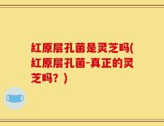 红原层孔菌是灵芝吗(红原层孔菌-真正的灵芝吗？)