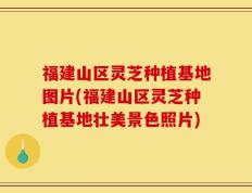 福建山区灵芝种植基地图片(福建山区灵芝种植基地壮美景色照片)