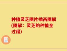 种植灵芝图片插画图解(图解：灵芝的种植全过程)