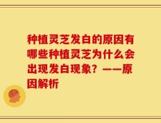 种植灵芝发白的原因有哪些种植灵芝为什么会出现发白现象？——原因解析