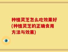 种植灵芝怎么吃效果好(种植灵芝的正确食用方法与效果)