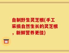 自制野生灵芝根(手工采摘自然生长的灵芝根，新鲜营养更佳)