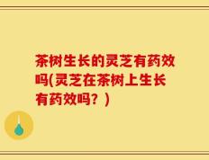 茶树生长的灵芝有药效吗(灵芝在茶树上生长有药效吗？)