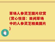 草场人参灵芝图片欣赏(赏心悦目：田间草场中的人参灵芝精美图片)