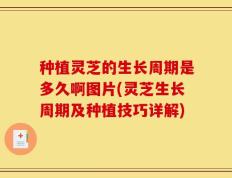 种植灵芝的生长周期是多久啊图片(灵芝生长周期及种植技巧详解)