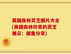 英国森林灵芝图片大全(英国森林珍贵的灵芝展示：图集分享)