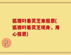 狐狸叼着灵芝来报恩(狐狸叼着灵芝现身，用心报恩)