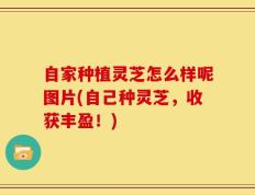 自家种植灵芝怎么样呢图片(自己种灵芝，收获丰盈！)