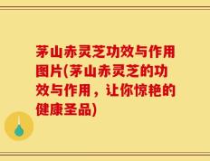 茅山赤灵芝功效与作用图片(茅山赤灵芝的功效与作用，让你惊艳的健康圣品)