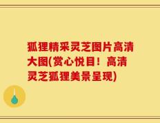 狐狸精采灵芝图片高清大图(赏心悦目！高清灵芝狐狸美景呈现)