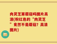 肉灵芝算蘑菇吗图片高清(粉红色的“肉灵芝”竟然不是蘑菇？高清图片)