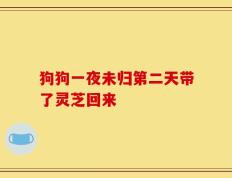 狗狗一夜未归第二天带了灵芝回来