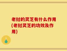 老挝的灵芝有什么作用(老挝灵芝的功效及作用)