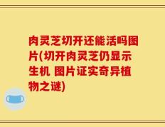 肉灵芝切开还能活吗图片(切开肉灵芝仍显示生机 图片证实奇异植物之谜)