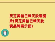 灵芝黄精巴戟天胶囊图片(灵芝黄精巴戟天胶囊品牌展示图)