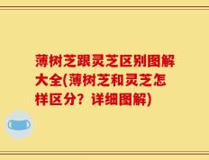 薄树芝跟灵芝区别图解大全(薄树芝和灵芝怎样区分？详细图解)