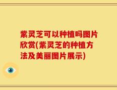 紫灵芝可以种植吗图片欣赏(紫灵芝的种植方法及美丽图片展示)